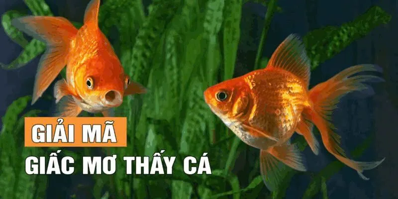 Giấc mơ nhìn thấy cá chép FB88 điềm báo hóa rồng