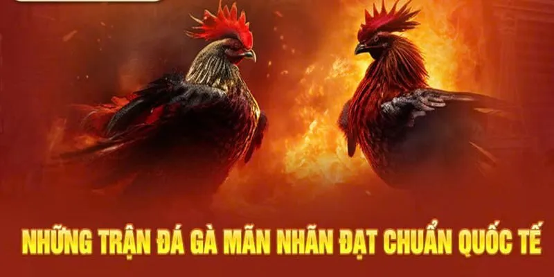 Người chơi theo dõi trận đá gà trực tiếp