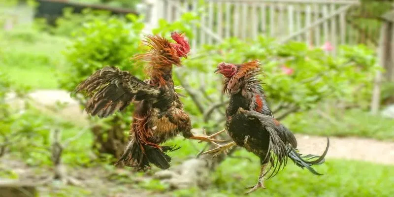 Soi kèo đá gà SUNWIN hãy xem xét ngay nhé!