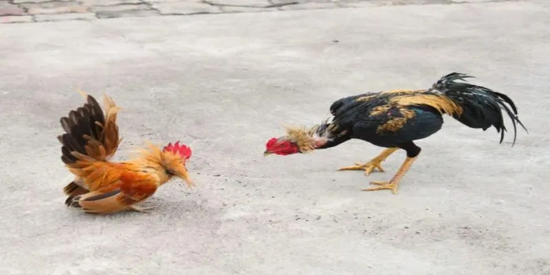 soi kèo đá gà SUNWIN