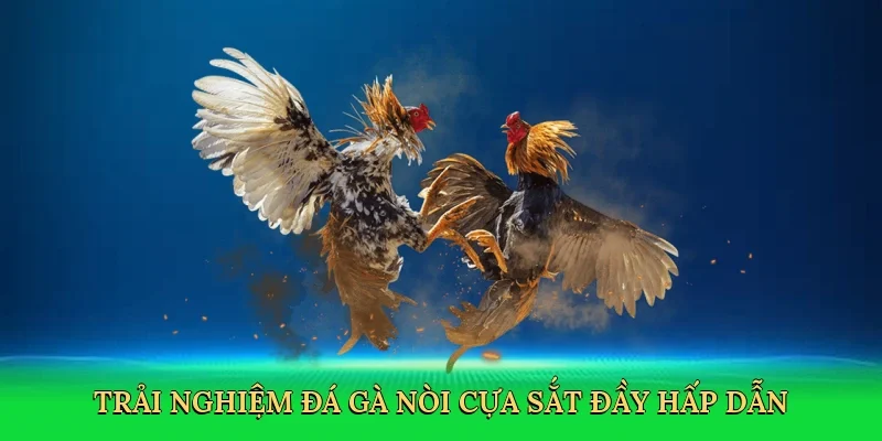 Trải nghiệm đá gà nòi cựa sắt đầy hấp dẫn
