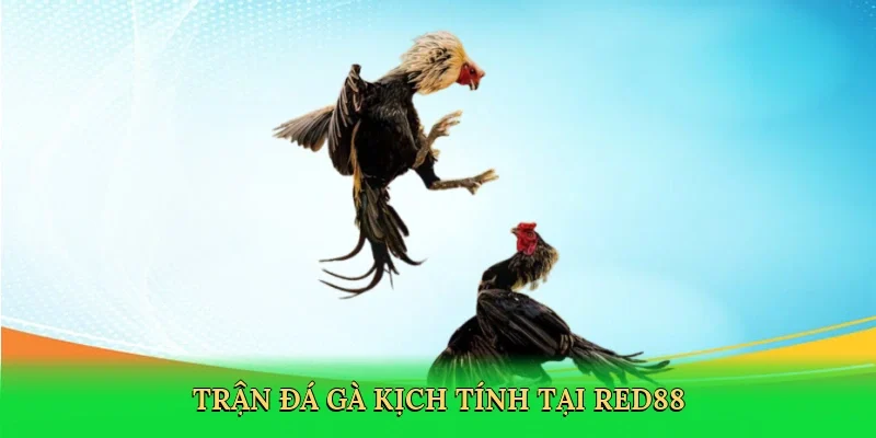 Trận đá gà kịch tính tại RED88